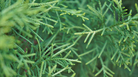 Closeup background image of Arizona cypress also known as Cupressus arizonica. Beautiful natural...