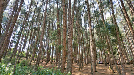 Ooty,Tamilnadu,India-April 30 2022: Tourists enjoying the amazing pine forest of Ooty, Tamilnadu, India. Favourite honeymoon destination in South Indiaのeditorial素材