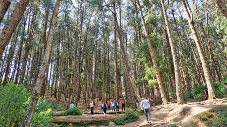 Ooty,Tamilnadu,India-April 30 2022: Tourists enjoying the amazing pine forest of Ooty, Tamilnadu, India. Favourite honeymoon destination in South Indiaのeditorial素材
