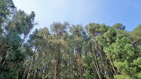 Amazing pine forest of Ooty, Tamilnadu, India. One of the must visit places in Ooty.