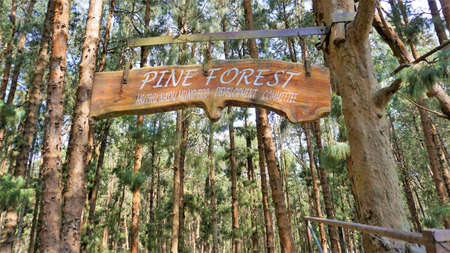 Ooty,Tamilnadu,India-April 30 2022: Entrance of amazing pine forest of Ooty, Tamilnadu, India.のeditorial素材