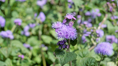 Beautiful flowers of Ageratum houstonianum also known as Bluemink, Mexican ageratum, Flossflower,...