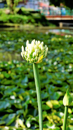 Beautiful flower of Agapanthus africanus also known as lily of the nile, African, blue lily etc.