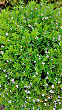 Landscape photography of beautiful white flowers of Cuphea hyssopifolia, false, Mexican, Hawaiian...
