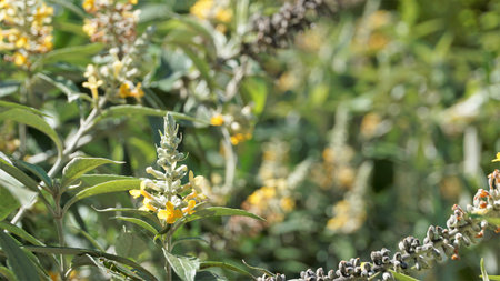Yellow colour flowers of Buddleja madagascariensis also known as Smokebush, Madagascar sagewood,...