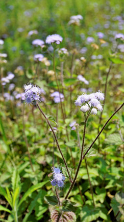 Closeup of flowers of Ageratum conyzoides also known as Tropical whiteweed, Billygoat plant,...