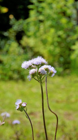 Closeup of flowers of Ageratum conyzoides also known as Tropical whiteweed, Billygoat plant,...