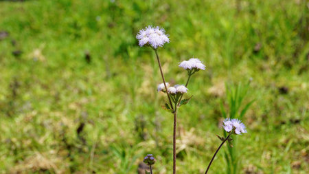 Closeup of flowers of Ageratum conyzoides also known as Tropical whiteweed, Billygoat plant, Goatweed, Bluebonnet, Bluetop, White Cap, Chick weed, Billy goat weed etc. Spotted in kodaikanal hilltopの素材 [FY310218045745] | ストックフォトの Qlean