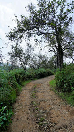 Beautiful scenic view of forest road with natural lush green background on a bright day from kodaikanal in way to view point of City view. Portrait Image for mobile wallpaper background.の写真素材