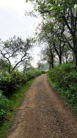 Beautiful scenic view of forest road with natural lush green background on a bright day from kodaikanal in way to view point of City view. Portrait Image for mobile wallpaper background.の写真素材