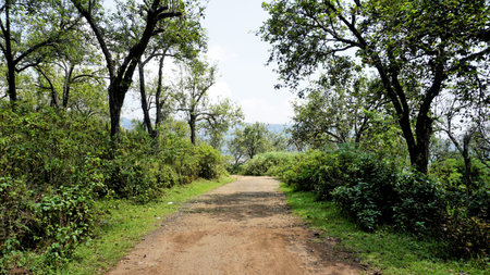 Beautiful scenic view of forest road with City view of kodiakanal in background. Landscape format Wallpaper imagesの写真素材