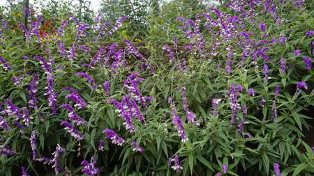 Beautiful background images made of flowers of Salvia leucantha also known as Mexican bush, Velvet, Texas Sage etcの写真素材