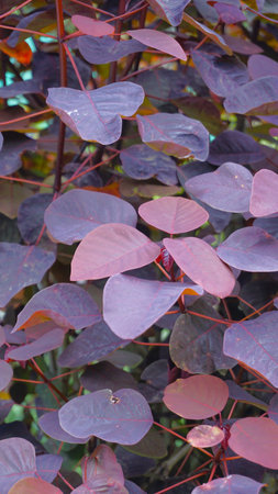Beautiful background pattern image of from the plant Euphorbia cotinifolia also known as Tropical smokebush, Caribbean copperplant, Mexican shrubbyの写真素材