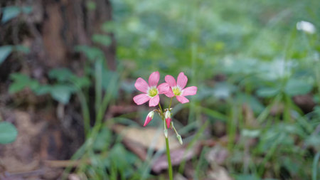 Closeup of beautiful flowers of Oxalis tetraphylla also known as Iron Cross Oxalis, Four leaf pink...