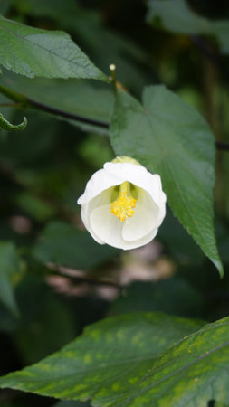Closeup of flower of Abutilon lucky lantern white, Flowering Maple. Attract butterflies and hummingbirdsの写真素材