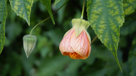 Closeup of flowers of Callianthe striata also known as Flowering maple.の写真素材