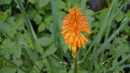 Closeup of flowers of Kniphofia linearifolia also known as Common red hot poker, Candy Corn Flowerの写真素材