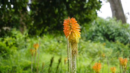 Closeup of flowers of Kniphofia linearifolia also known as Common red hot poker, Candy Corn Flowerの写真素材