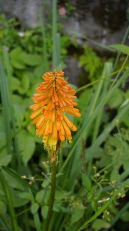 Closeup of flowers of Kniphofia linearifolia also known as Common red hot poker, Candy Corn Flowerの写真素材