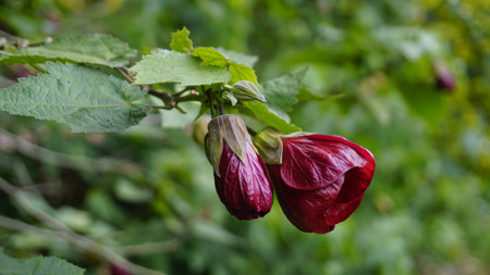 Closeup of maroon colour flower of Callianthe picta also known as Redvein Chinese lanternの写真素材