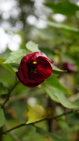 Closeup of maroon colour flower of Callianthe picta also known as Redvein Chinese lanternの写真素材