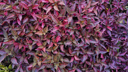 Closeup of red and purple natural background pattern from plant Iresine diffusa also known as Jubas bush, Bloodleaf, Beefsteak etcの写真素材