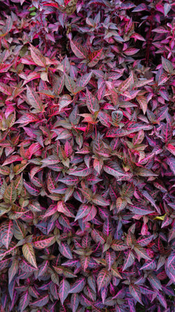 Closeup of red and purple natural background pattern from plant Iresine diffusa also known as Jubas...