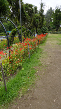 Beautiful scenic garden of Kodaikanal Bryant Park. One of the must visit place in Queen of Hills Kodaikanal for lush greenery and flowersの写真素材