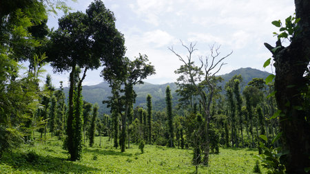 Butter beans plantation along with Column Method or vertical farming of Black Pepper wrapped in trees in kodaikanal hills.の写真素材