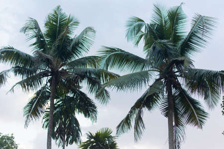 coconut tree on a warm afternoon silhouette shot deforestation greenery f9 sunset view travel indian...