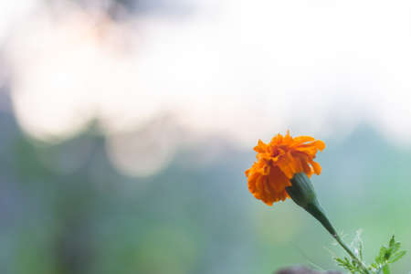 Flower with isolated on blurredの写真素材