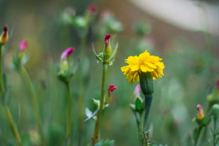 Flower  on green blurred