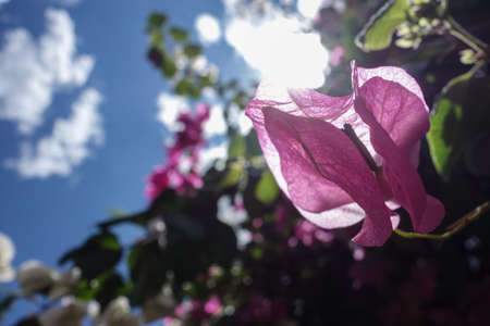 Bougainvillea flowers in the sun