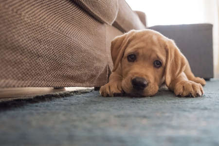 Golden labrador posing