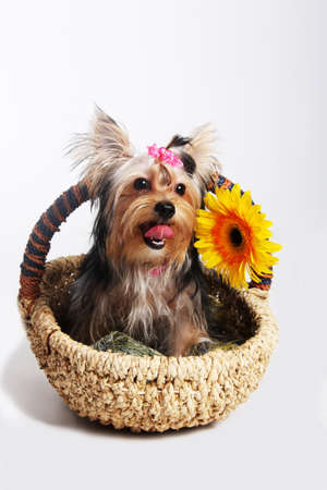 York prette small dogの写真素材