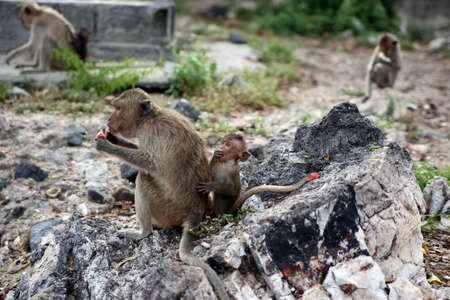 A monkey with child sitting on stone
