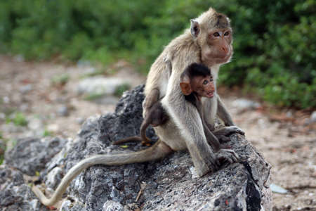 A monkey on the stone with child High quality photo