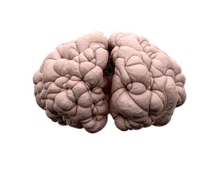 A front view of a typical brain on an isolated background
