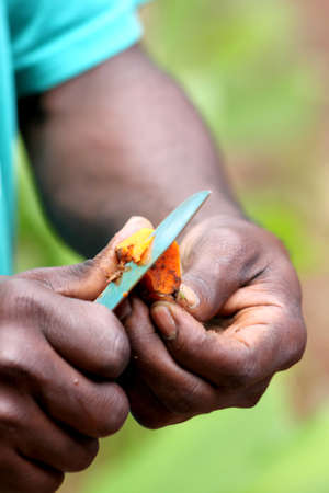 An extreme closeup of a black males hands with a blade slicing an orange turmeric spice rhizome rootの写真素材