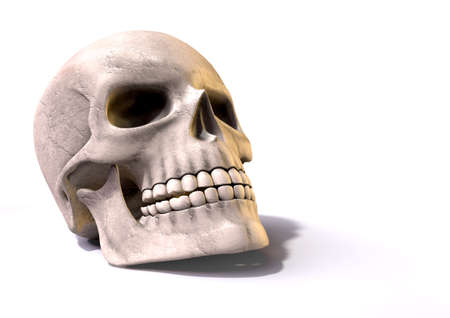 A perspective view of a render of a clean human skull on an isolated white studio backgroundの写真素材