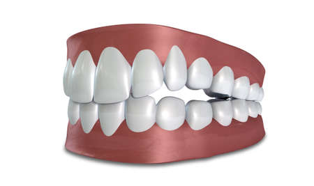 Seperated upper and lower sets of human teeth set in gums on an isolated background