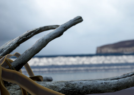 A piece of dried driftwood on a dark cloudy ominous sky background - 3D renderの写真素材