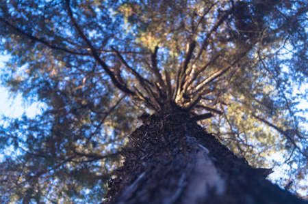 bottom-up view of a beautiful tree with branches full of green leaves with a contrast of the morning...