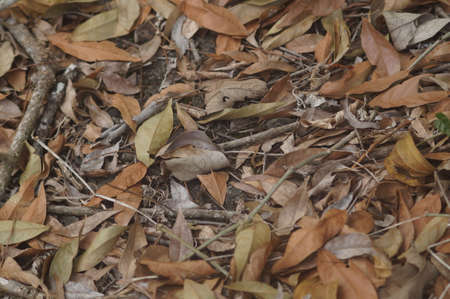texture of dry leaves and branches in a park