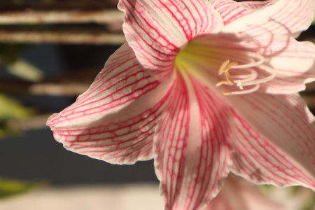 Hippeastrum (amaryllis) flower close up