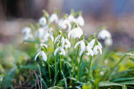 Blossoming snowdrops in the forest.の写真素材