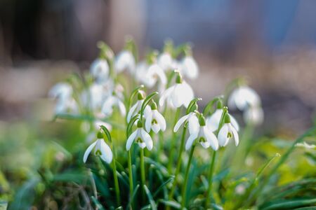 Blossoming snowdrops in the forest.の写真素材