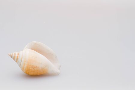 Seashells on a white background. Close-upの写真素材
