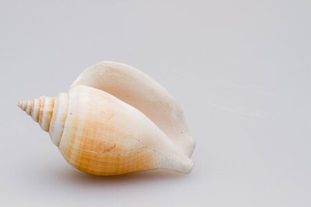 Seashells on a white background. Close-up