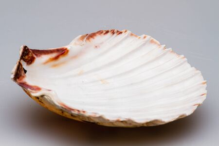 Seashells on a white background. Close-up
